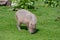 A solo Capybara grazing on short grass