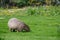 A solo Capybara grazing on short grass