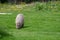 A solo Capybara grazing on short grass