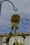 A solo dead sunflower in the garden