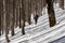 A solo female tourist hiking a snowy trail, through a thick forest, during a sunny Winter 1-day trek in the mountains