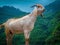 Solo Goat standing, Goat standing near mountain, Goat in Kashmir, Kashmir Tourism, White Goat