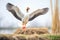 solo goose flapping wings near a nest in reeds