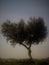 Solo heart shaped olive tree