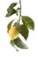 Solo lemon hanging from tree