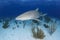 Solo Lemon Shark Swimming over Sandy Ocean Bottom