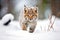 solo lynx prowling through fresh snow