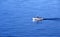 Solo male rowing a wooden dinghy