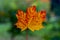 Solo red orange maple leaf on the blurry green background with copy space. Colorful autumnal backdrop. Autumn concept