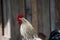 A solo strong chicken in a wooden background