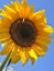 Solo sunflower on blue sky