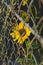 The solo sunflower looking through the fence