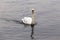 Solo swan on a lake