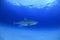 Solo Tiger Shark Swimming over Sandy Bottom