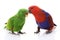 Solomon Island Eclectus Parrots