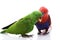 Solomon Island Eclectus Parrots