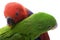 Solomon Island Eclectus Parrots