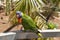 A Solomon Island Eclectus Parrots ( Eclectus roratus solomonensis)