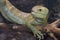 Solomon island prehensile-tailed skink 11