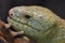 Solomon island prehensile-tailed skink 4