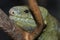 Solomon island prehensile-tailed skink 7