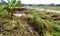 Solomon Islands cyclone and flooding