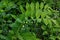 Solomons seal, Polygonatum multiflorum. Green stem with tubular, bell shaped