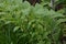 Solomons seal, Polygonatum multiflorum. Green stem with tubular, bell shaped