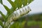 Solomons seal, Polygonatum multiflorum. Green stem with tubular, bell shaped