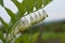 Solomons seal, Polygonatum multiflorum. Green stem with tubular, bell shaped