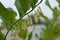 Solomons seal, Polygonatum multiflorum. Green stem with tubular, bell shaped