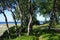 Solovki Islands, Russia.  Dancing birches on the shore of the White Sea. Birch grove with fancifully bent trunks of trees on