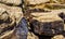 Solstice Stones Petroglyphs Puerco Pueblo Petrified Forest National Park Arizona