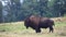 Soltary bull American Bison, Bison bison