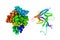 Solution structure and space-filling molecular model of human interleukin-33. Rendering based on protein data bank entry