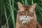 Somali cat