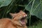 Somali cat