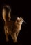 Somali cat on black background