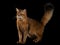 Somali cat on black background