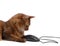 Somali cat with black computer mouse, isolated