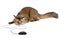 Somali cat with black computer mouse, isolated