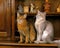 SOMALI CAT AND BLUE SOMALI DOMESTIC CAT, ADULTS SITTING ON SIDEBOARD