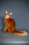 Somali cat on colored backgrounds