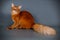 Somali cat on colored backgrounds