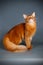 Somali cat on colored backgrounds