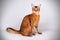 Somali cat on colored backgrounds