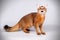 Somali cat on colored backgrounds