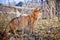 Somali cat hunting