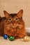 Somali cat ruddy color holiday portrait