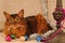 Somali cat ruddy color holiday portrait